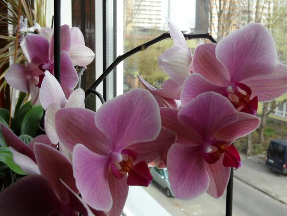 meine Orchidee  - (Pflege, Pflanzen, Zimmerpflanzen)