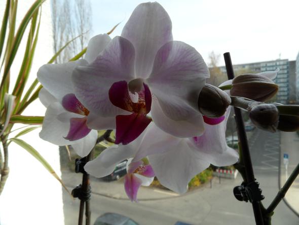 meine Orchidee - (Pflege, Pflanzen, Zimmerpflanzen)