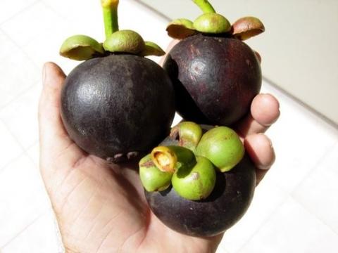 - (Gesundheit, mangostansaft)