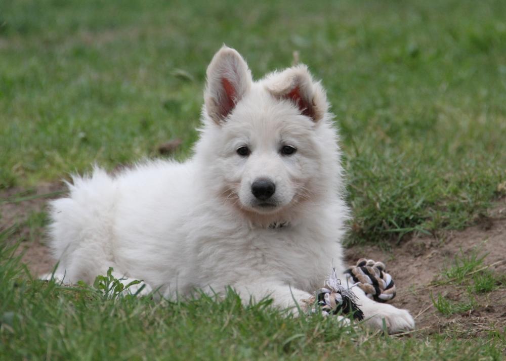 Welche hunderasste ist der hund der weiß, groß, und wuschlig ist? (Rasse)