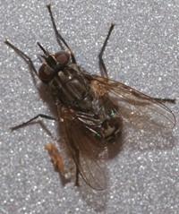 Wadenstecher - (Insekten, beißen, Fliege)