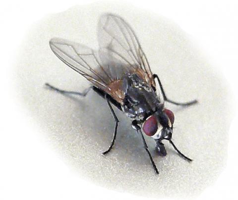 Stubenfliege - (Insekten, beißen, Fliege)