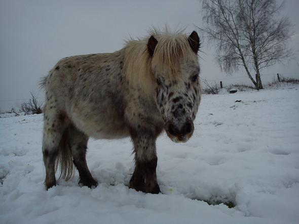 Mein Kleiner im Schnee :) - (Pferd, Reiten, Pony)