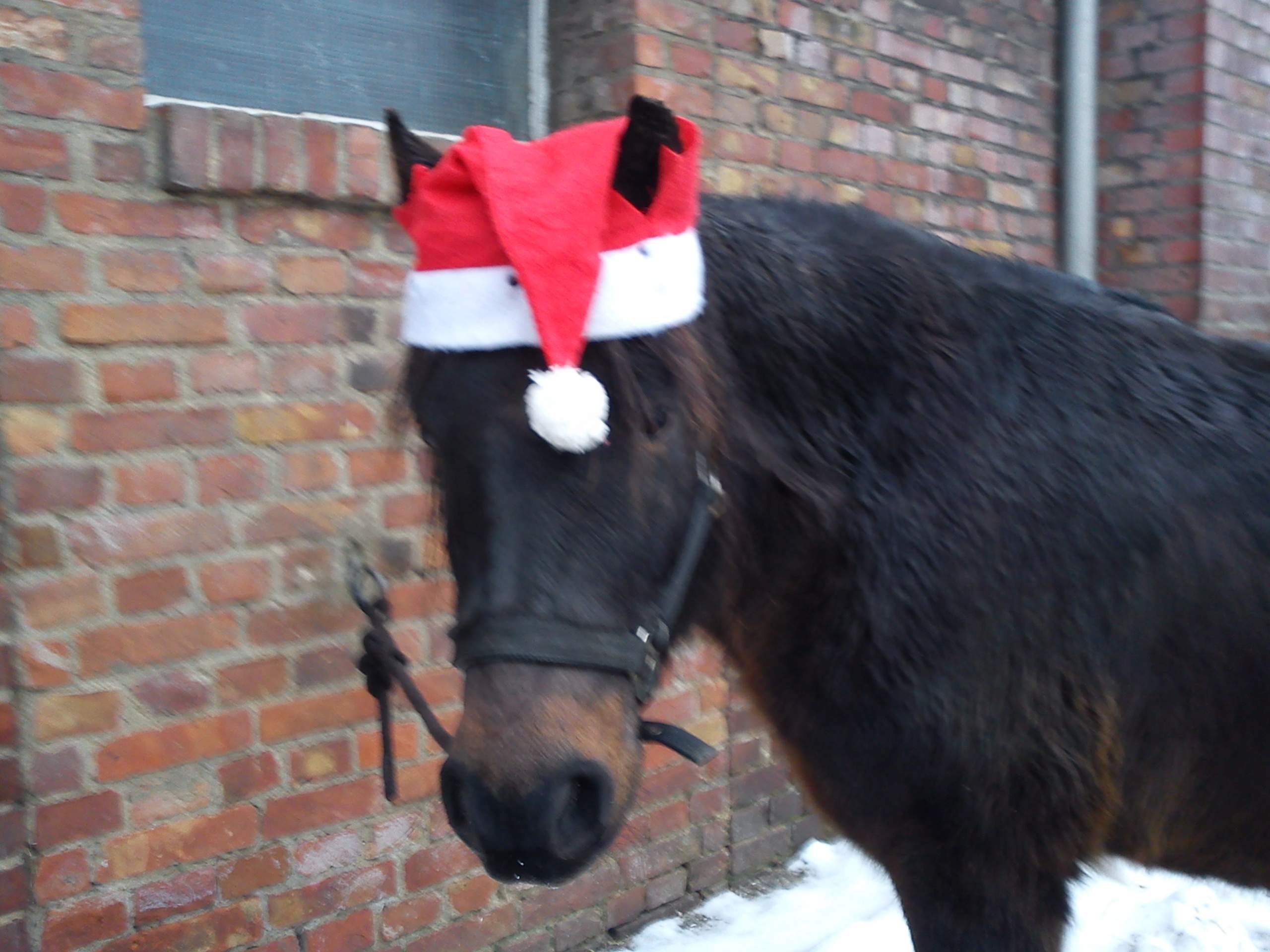 AMKA Pferde Weihnachtsmütze Mit Ohrenausschnitt - Rot-weiße Nikolaus-Kappe Für Großpferde