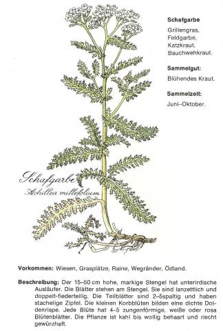 - (Garten, Pflanzen, Natur)