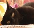 Unser Kater - (Tiere, Katze)
