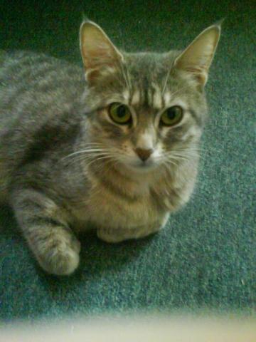 Unsere Katze - (Tiere, Katze)