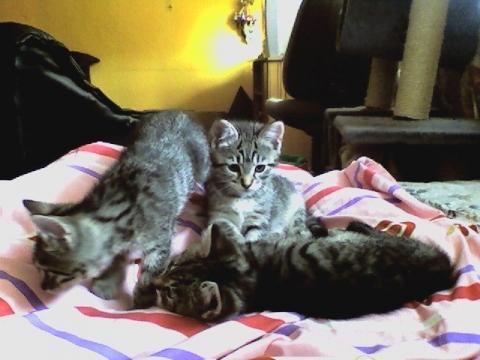und die späteren Babys :-) - (Tiere, Katze)