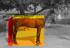 Shetty (rot) mit verhältn. langem, Andalusier (gelb) mit verhältn. kurzem Rücken - (Freizeit, Pferd, Größe)