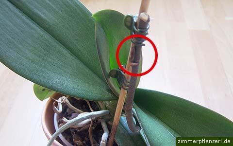 - (Pflanzen, Blumen, Pflanzenpflege)