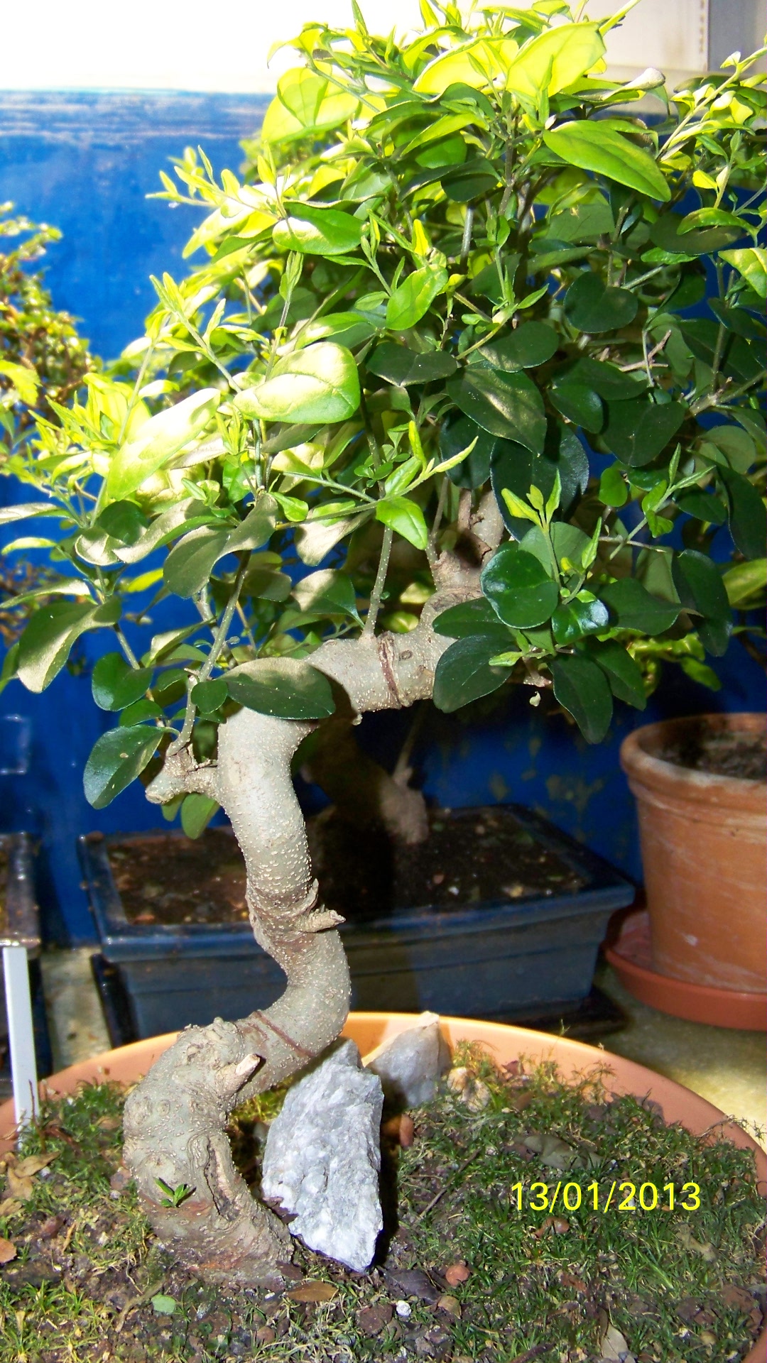 Bonsaipflege Bonsai verliert Blätter, bildet aber neue