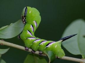 Das ist zum Beispiel die Raupe des Ligusterschwärmers. - (Tiere, Schmetterling, raupe)