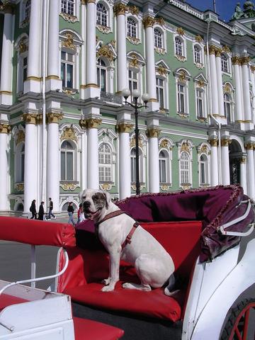 Eremitage St. Petersburg - (Tiere, Hund, Kommunikation)