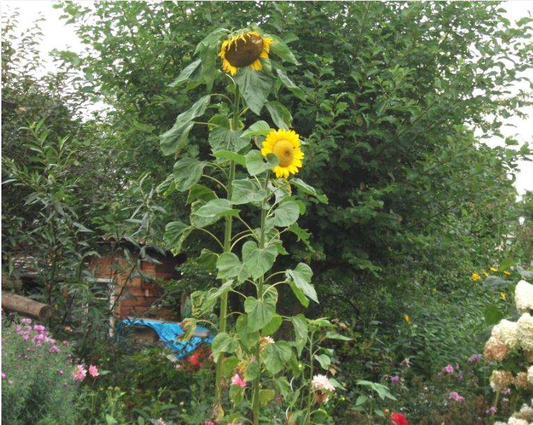 Kann man Sonnenblumenkerne vom Vogelfutter als Samen für Blumen