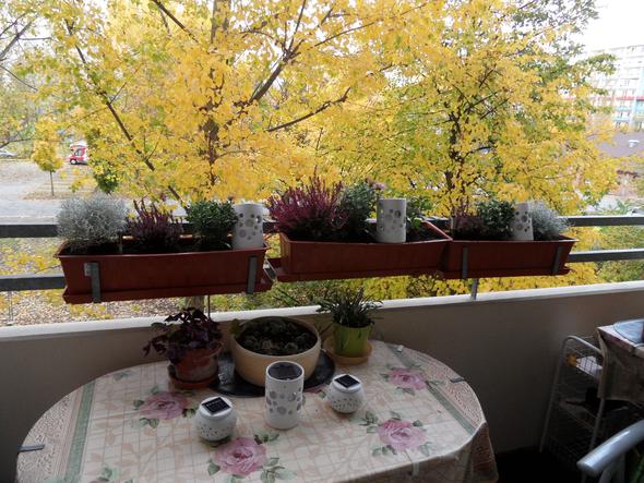 Meine Balkonkästen im Herbst - (Biologie, Pflanzen, Garten)