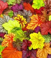 Erdbeeren pflanzen balkon Erdbeeren pflanzen balkon