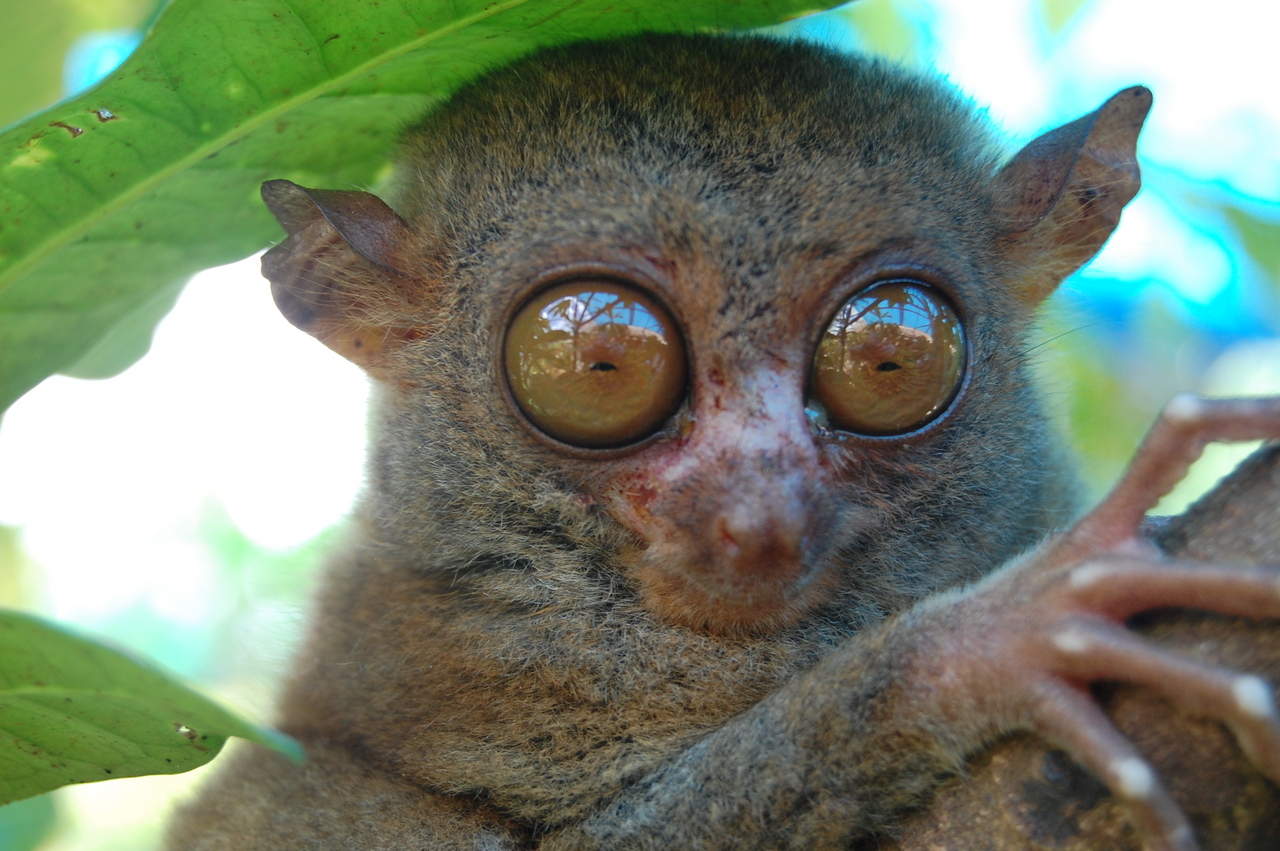 0_original.jpg?v=1359487360000