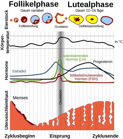 Menstruationszyklus - (Periode, Zyklus, Ausfluss)