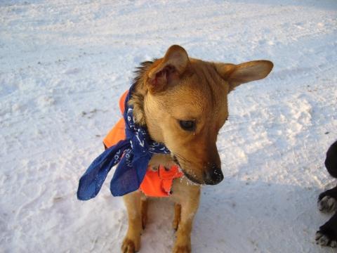 - (Hund, Soziales)