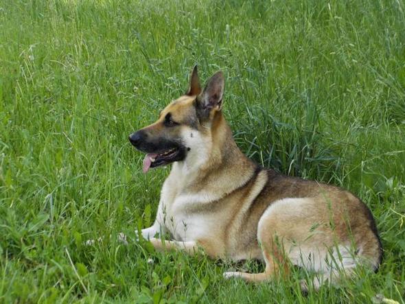 unser "Problemhund" - (Tiere, Hund, tschechoslowakischer wolfshund)