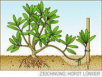 Quelle: horst-luenser.de/gartenpflanzen - (Garten, Hortensien)