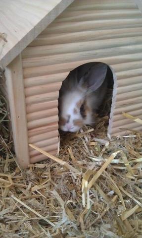 häsin - (Kaninchen, Kaninchen Verhalten)