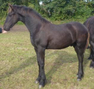 schwarzbraun - (Pferd, Fellfarbe)