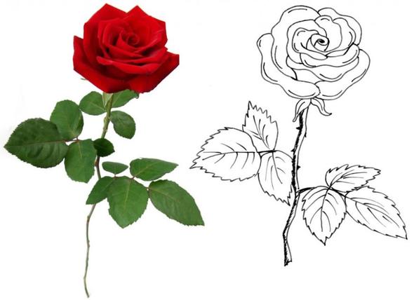 Rose Zeichnen (Rosen) Rose Zeichnen (Rosen)