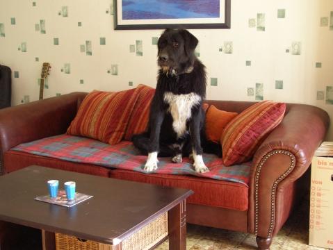 Moo Irischwolfshundmix - (Hund, Hundefutter)