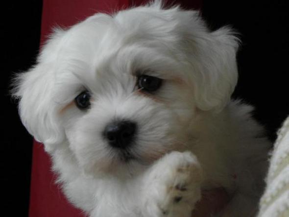 Suche Malteser Havanese Bolonka Shi Tzu Mix In Kerpen Tiere