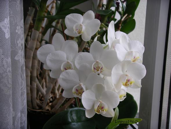 Phalaenopsis - (Pflege, Pflanzen, Blumen)