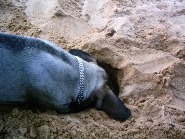 Hund lässt sich nicht Krallen schneiden…