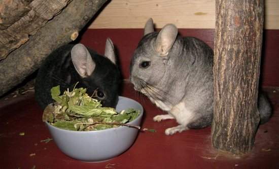 was fressen chinchillas am liebsten? (Chinchilla)