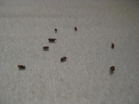 Kafer Im Schlafzimmer Hilfe