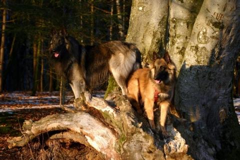 - (Hund, Haustiere, Welpen)
