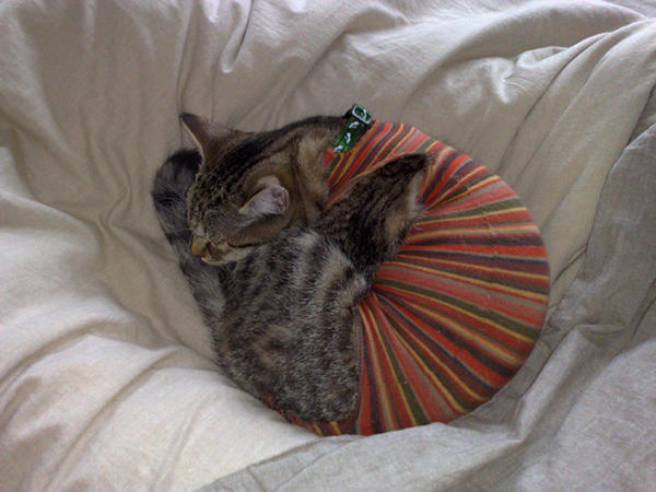 Mullbinde um die Kastrationswunde? (Katzen, Wunde)