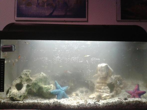 Mein Aquarium - (Aquarium, Welse, 60 Liter)