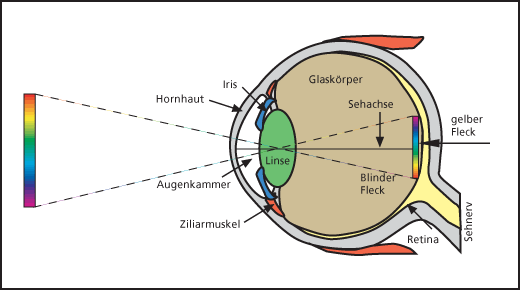 Warum Ensteht Auf Der Netzhaut Ein Spiegelverkehrtes Bild Biologie Warum Ensteht Auf Der Netzhaut Ein Spiegelverkehrtes Bild Biologie