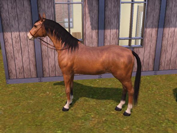 keine Ahnung, welche Rasse :D - (Pferd, Sims 3)