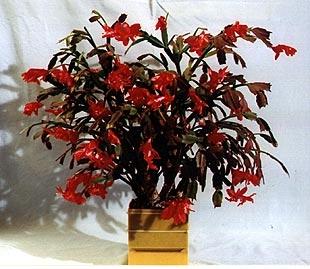achlumbergera in Hydrokultur - (Pflanzen, Garten, Zimmerpflanzen)