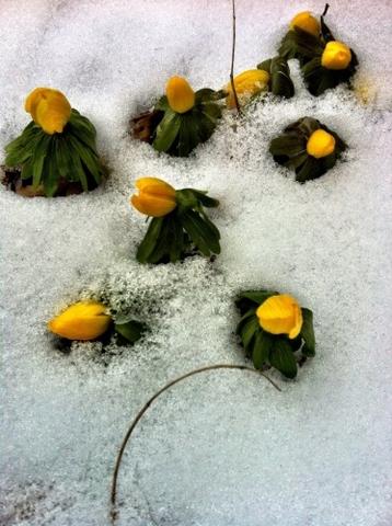 Winterlinge im Schnee - (Pflanzen, Garten, Kräuter)