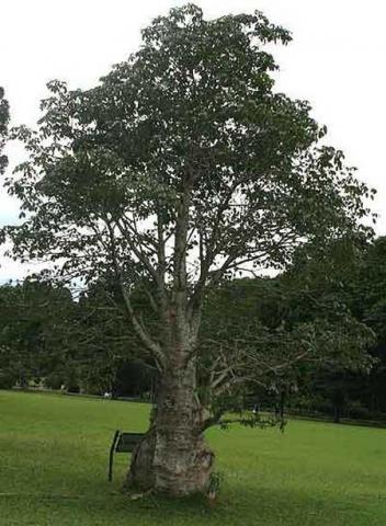 der echte Affenbrotbaum - (Pflanzen, Baum, Samen)