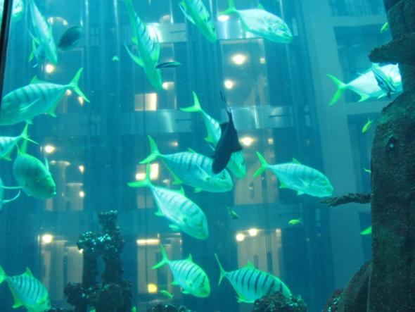 - (Wasser, Fische, Aquarium)