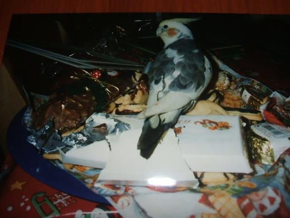 unser Seppington - (Vögel, Papagei, Sittiche)