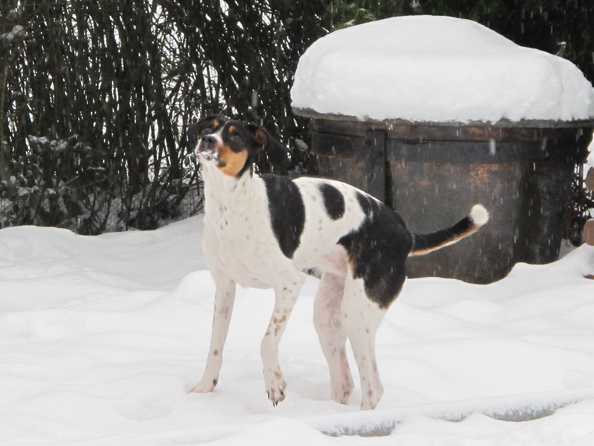 Mein Hund will dauernd fremde Personen anspringen