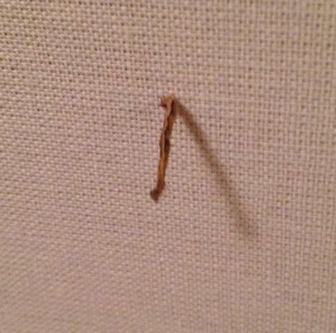 Wurm Oder Insekt An Wand Freizeit Insekten Wurmer Wurm Oder Insekt An Wand Freizeit Insekten Wurmer