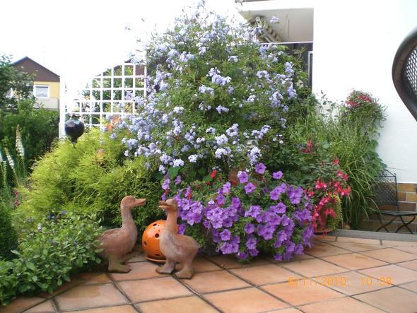 PlumbagoStämmchen nur im Kübel oder auch gut für (Garten