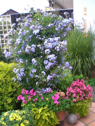 Plumbago - (Garten, Kübelpflanzen, Plumbago-Stämmchen)