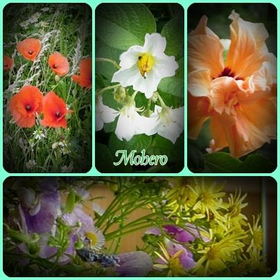 Blumen-Collage - (Computer, PC, Foto)