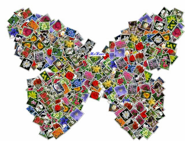 Problem Beim Erstellen Einer Fotocollage Computer Pc Foto